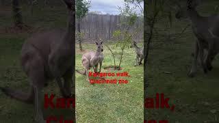 Sunday Fun Day at the Zoo cincinnati subscribe cincinnatizoo ohio viral silly