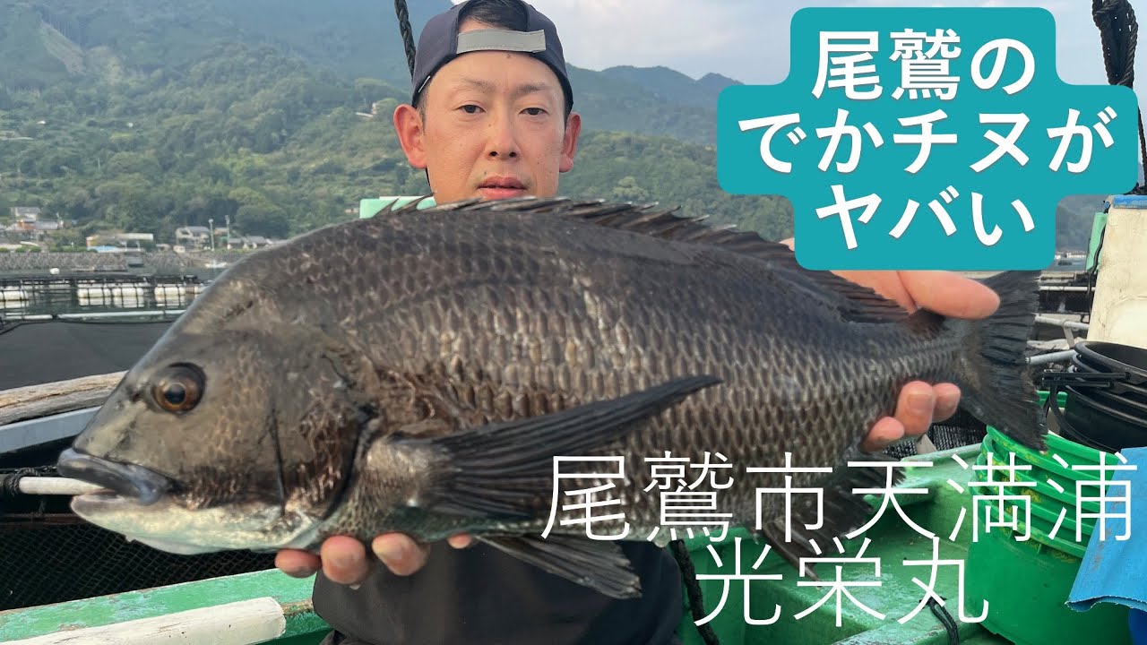 尾鷲のでかチヌがヤバい