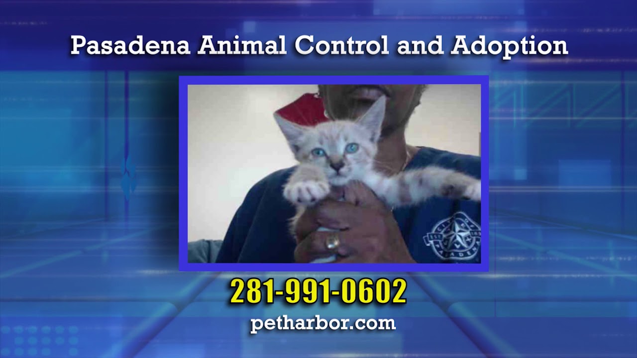 weather channel pasadena md Adopt A Pet 1121