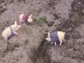 Three Little Pigs and Erosion