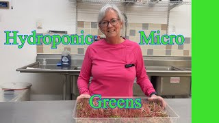 Secrets to Growing Perfect Hydroponic Micro Greens at Home.