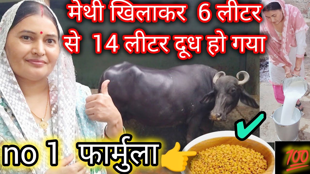 No 1 👉 फार्मुला 💯 पशुओ का दूध बढाने के लिए मेथी खिलाना ही होगा/दूध 🥛 बढेगा 5 गुणा ✅#incresemilk 