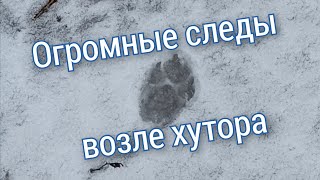 Огромные следы у хутора