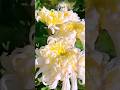 Chrysanthemum flowers garden | beautiful flowers #chrysanthemumflowers#beautifulnaturalflowers