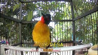 kutilang emas jantan gacor @AnakDesaKicau