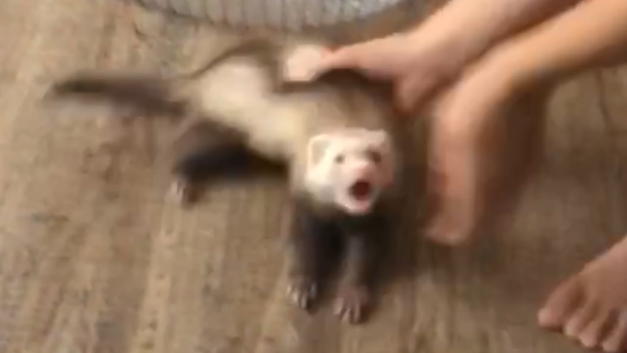 petco hours Baby Ferret Thrilled After Owner Slides Them Across Floor