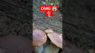 funghi porcini boletus гриби grzyby hribi pilze cepes mushroom houby nature new