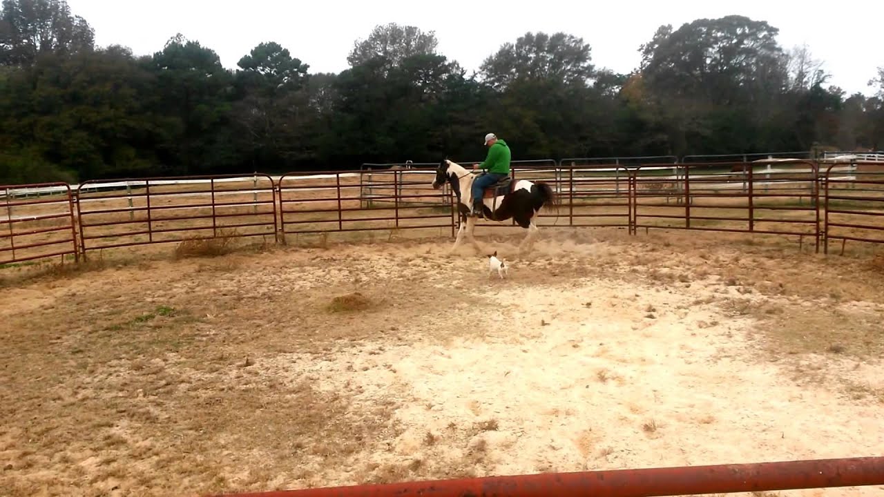 Nacho Paint QH for sale YouTube