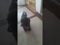 Para ADOPTAR un PERRO solo se necesita CORAZÓN