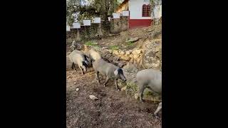 Iberian Pigs in Spain