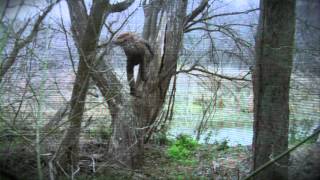 Sasquatch Birth Journal 2 trailer