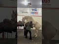 🐎❄️ Coleta de garanhões para congelamento: técnica, precisão e futuro genético!