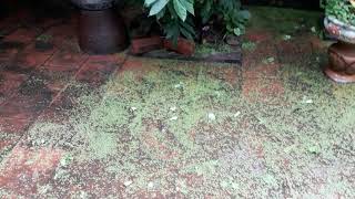 Duong Lang Lac Tho Sau Tran Mua Tro Thanh Dong Song Beo