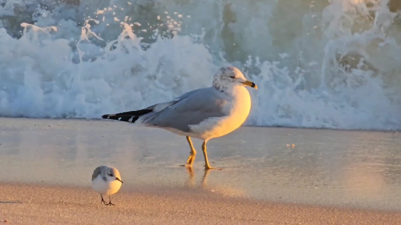 Seabirds and very calm waves mymixvid