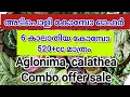 കാലാതിയ, അഗ്ലോനിമ കോമ്പോ ഏറ്റവും വിലക്കുറവിൽ. 520 രൂപക്ക് 6കലാത്തിയ.#trending #offersale #gardening.