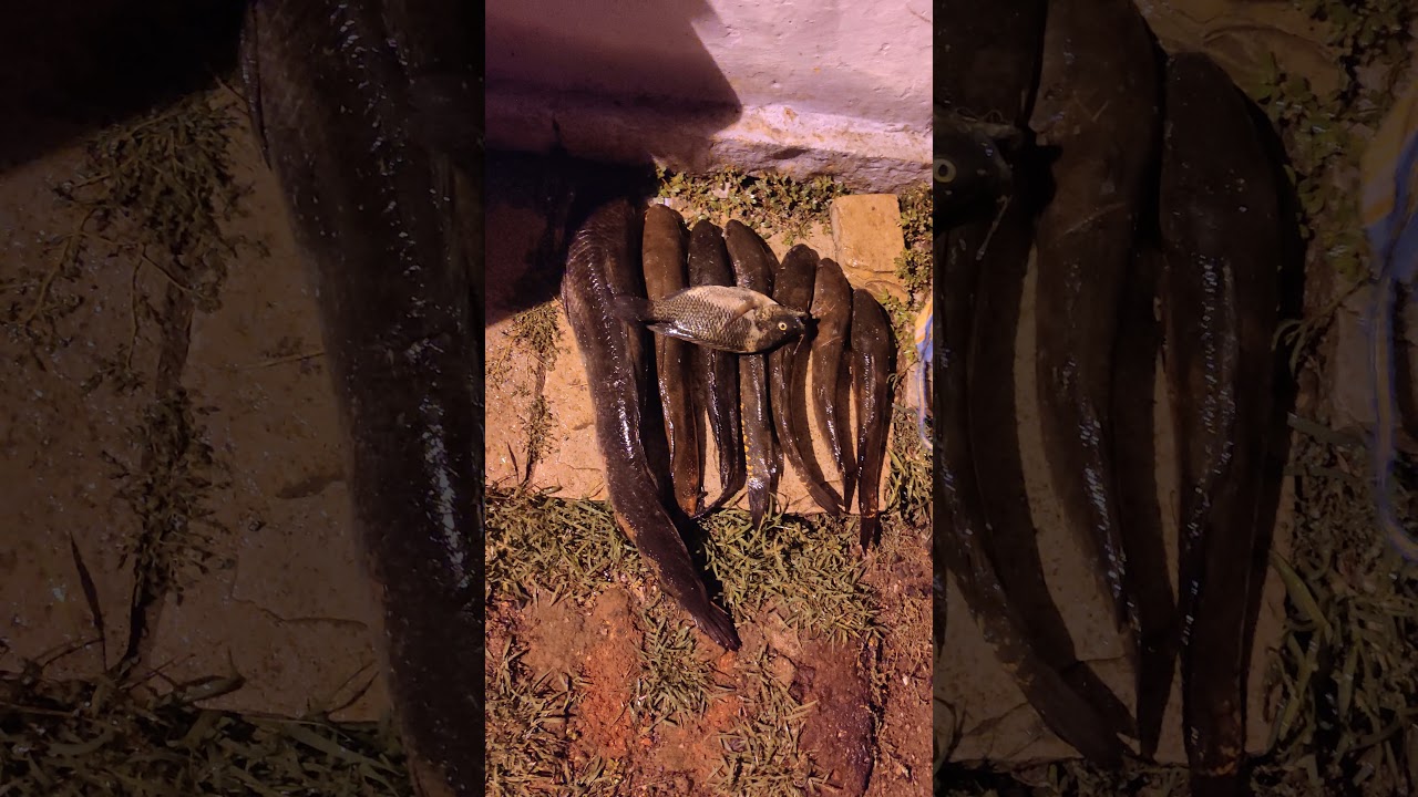 Big Snakehead Caught Murrel Fish Fishing India 🐟🎣