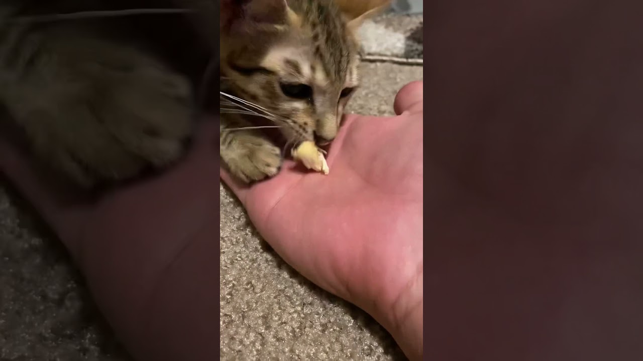 THE NOMNOM CAT