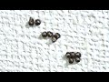 家の壁に発生した粒々の正体がヤバすぎる