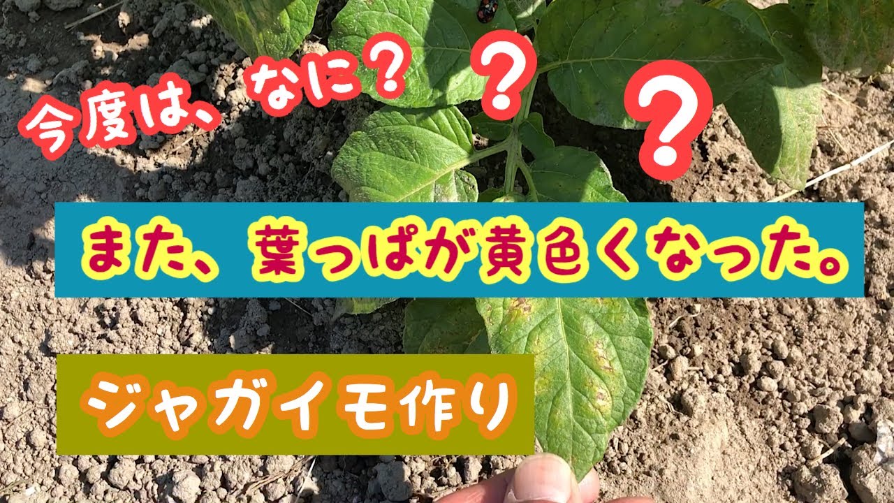 また じゃがいもの葉っぱが黄色くなった Youtube