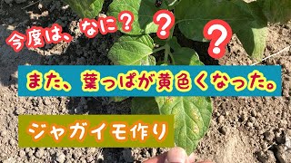 また じゃがいもの葉っぱが黄色くなった Youtube
