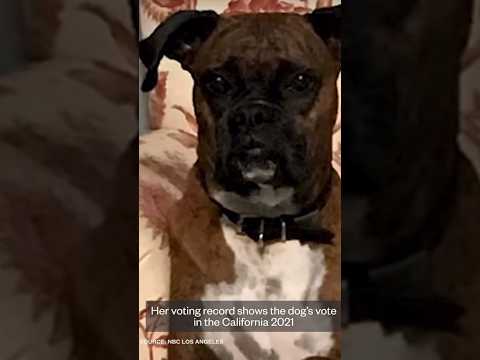 VOTING🐕DOG? #voting #california #shorts_videos #_shorts #shortsyoutubevideo