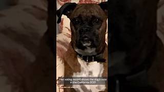 VOTING🐕DOG #voting #california #shorts_videos #_shorts #shortsyoutubevideo