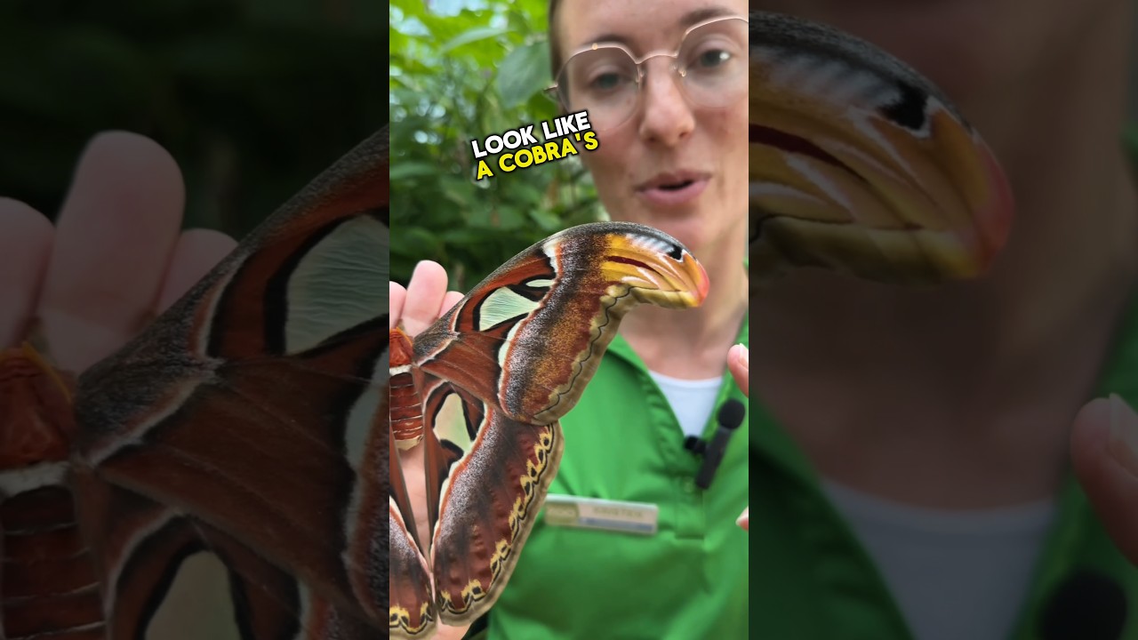 Check out this incredible atlas moth! 🦋😲 
