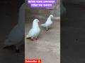 আমার ঘরের #কিছু #টপ_কোয়ালিটি #পাইরা #tending #sorts #vairal #viralshort #