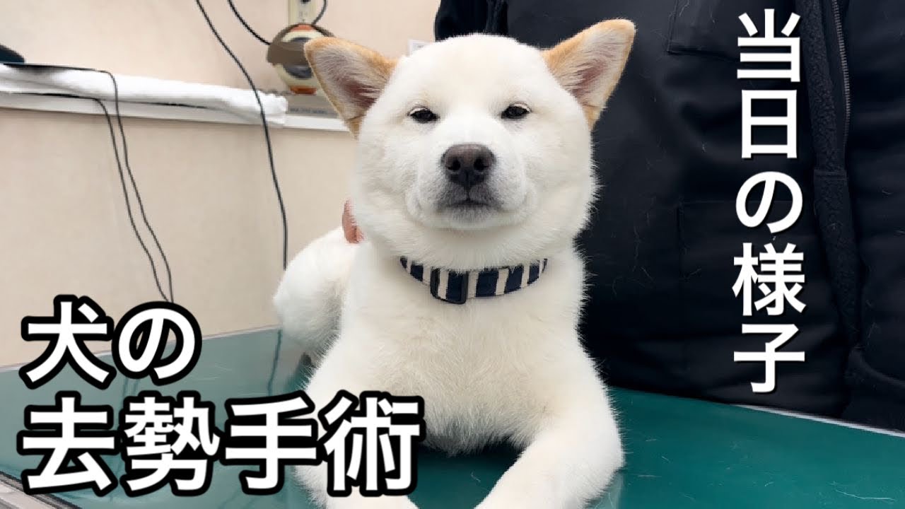 【犬の去勢手術】手術や入院の様子はこんな感じです。白柴犬が可愛すぎました。