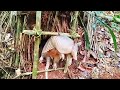 💀 TRAMPA INDÍGENA de LAZO 'ORCA' → CAZA ANIMALES en sus CUEVAS 🦊🔥 (¡SECRETO ANCESTRAL!)