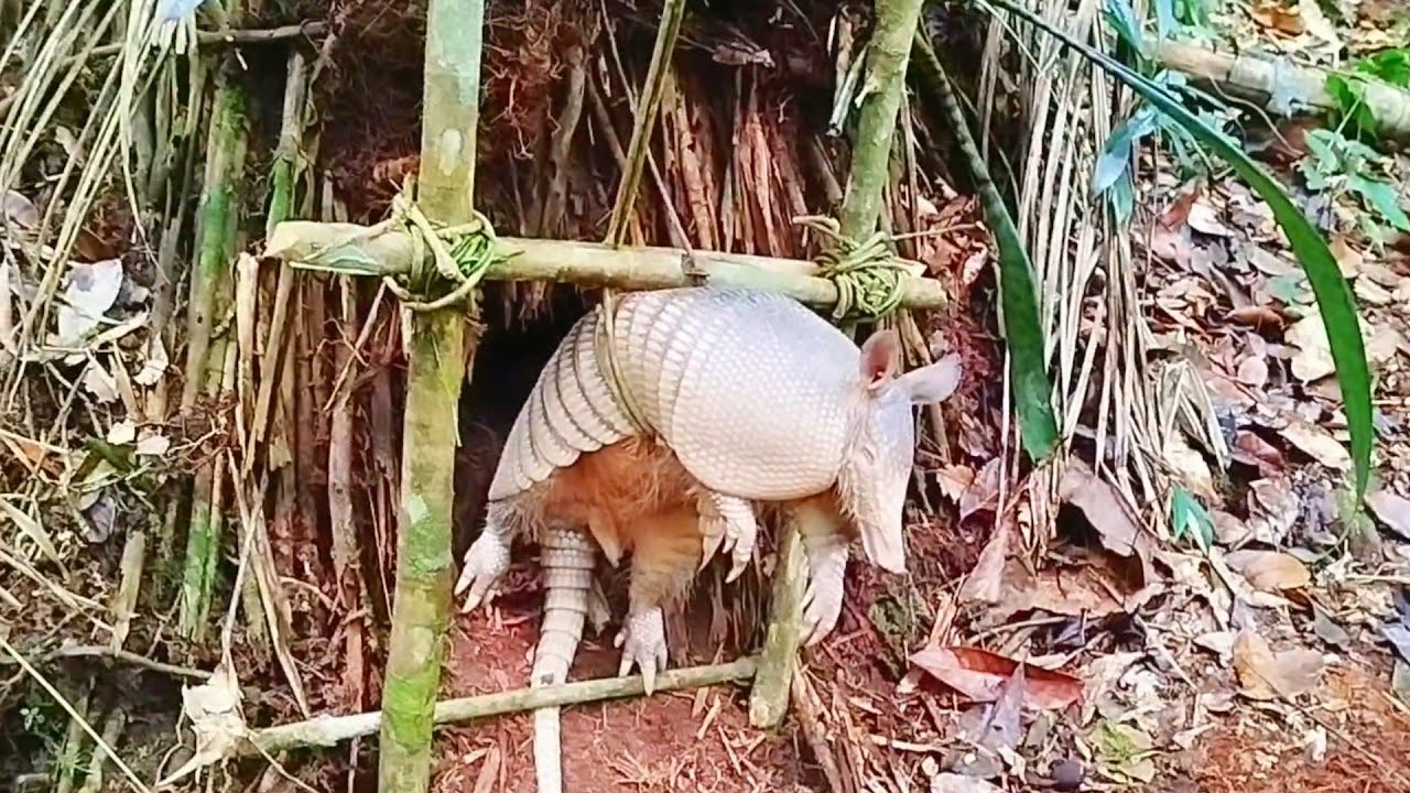 💀 TRAMPA INDÍGENA de LAZO 'ORCA' → CAZA ANIMALES en sus CUEVAS 🦊🔥 (¡SECRETO ANCESTRAL!)