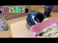 【感動】子猫と先住猫を初めて会わせてみました♪【保護猫】【初対面】