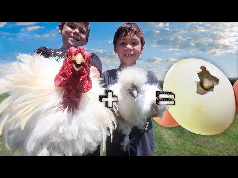 Video: Feiten over de Furry Silkie Chicken