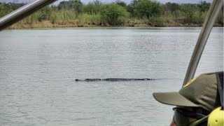 Avistan enorme cocodrilo en las aguas del Río Bravo que representa un nuevo peligro para migrantes