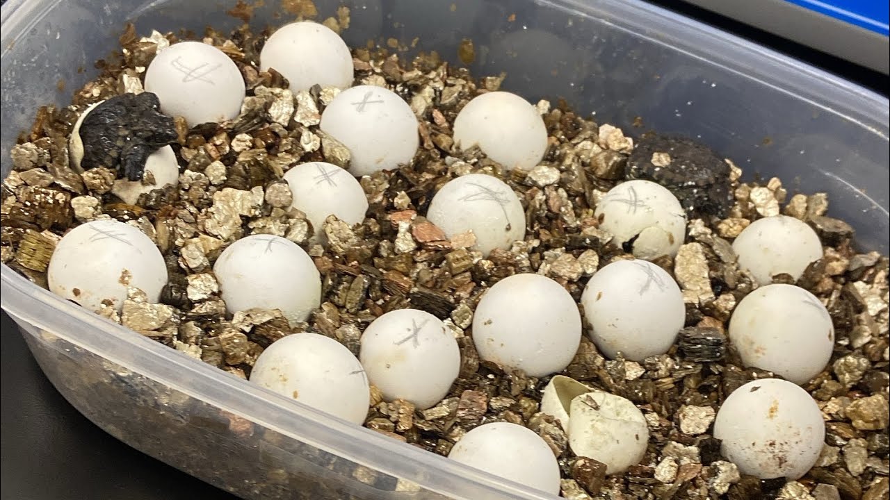 20 New Turtles Begin Hatching! A first for NCWC!