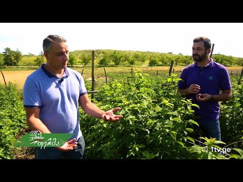 #ფერმა კენკროვანი კულტურები - ჟოლოს ბაღი დედოფლისწყაროში