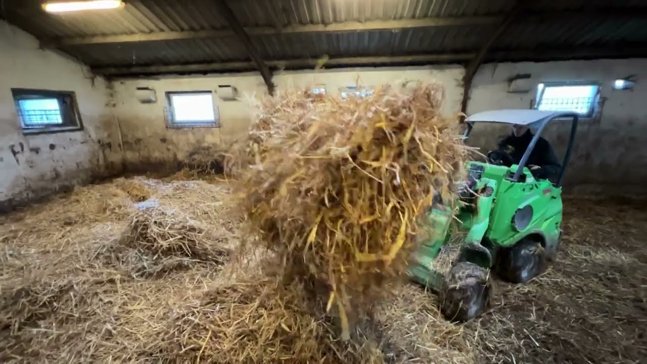 Dairy Farming | Cow Cow Cow Herd Feeding on Hay | Smart Farming
