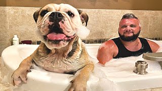 CUTE DOG TAKES A BUBBLE BATH! LOLA The Bulldog