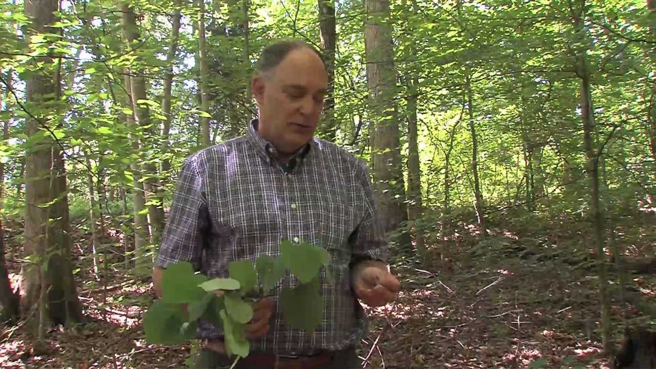 USING A DICHOTOMOUS KEY