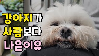 강아지가 사람보다 나은 이유. 강아지의 치유능력