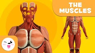 The Human Body for children - Muscles for Kids