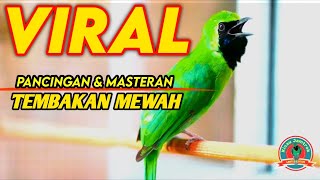 Pancingan Cucak Ijo Gacor Isian \u0026 Tembakan Rapat! Ijo Yang Muda \u0026 Dewasa Langsung Emosi Bisa Jamtrok
