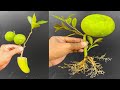 Growing Lemon Tree From Cutting With Lemon 100%Success Result