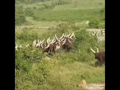 HimaTutsi  cows  Bweera katookye  song