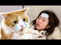 都说会留一个人照顾，我没想到留下的是猫……｜花花与三猫 Cat Live