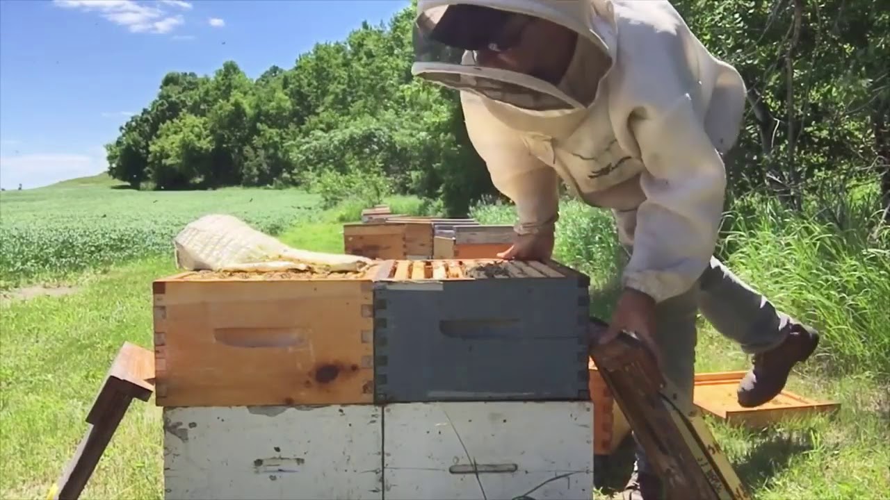 Tips to a big honey crop