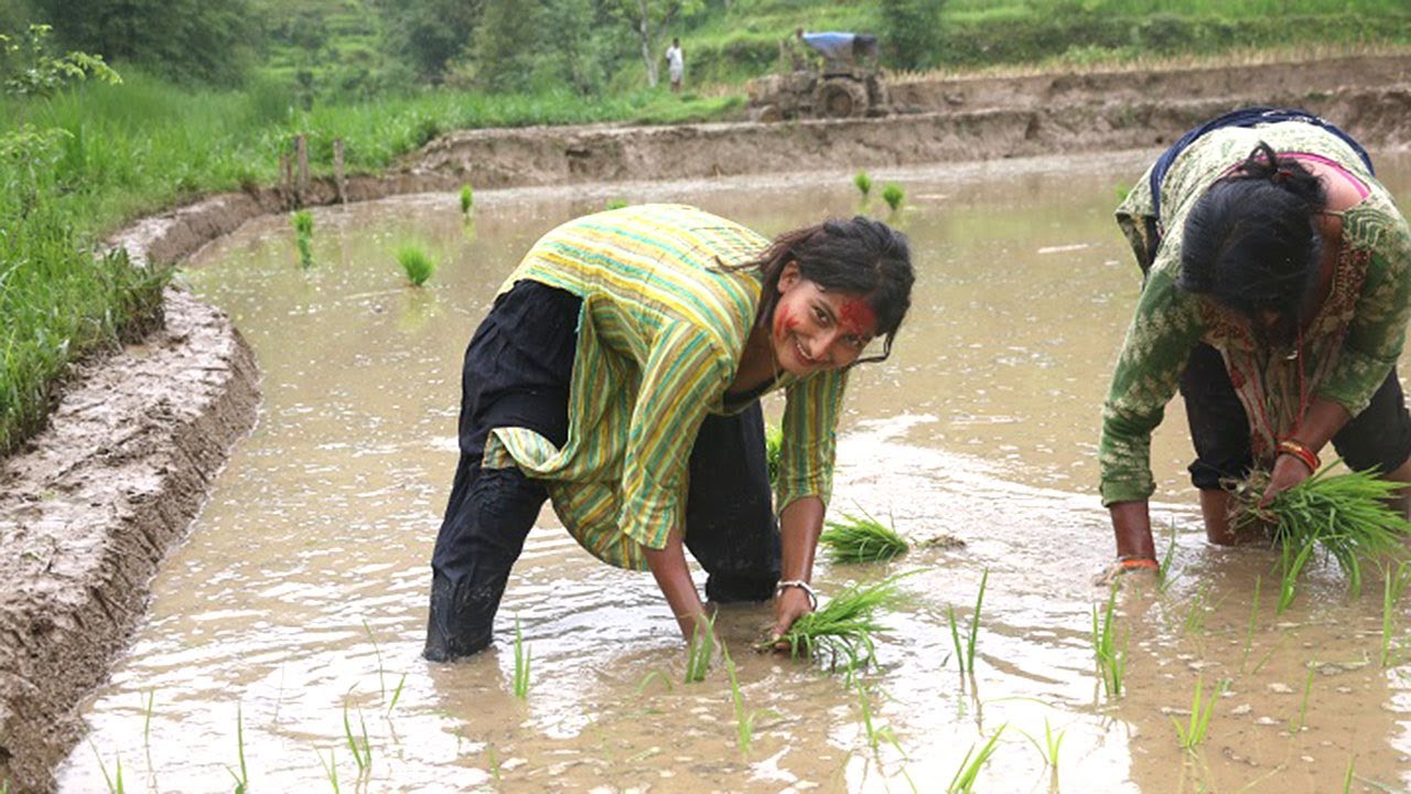 village women planting muddy rice plant in traditional way