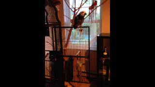 African grey imitating my high pitched voice by MissSadieSue 2,673 views 8 years ago 2 minutes, 18 seconds