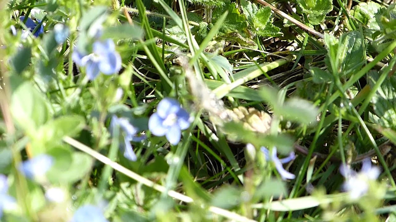 Grizzled Skipper butterfly, Mickleham Downs, Surrey