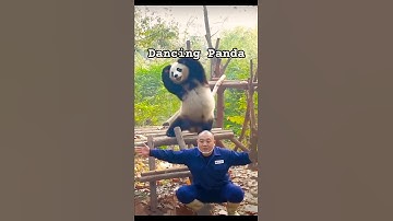 Dancing Panda 🤪| funny panda | #pandacore panda